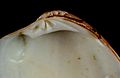 Veneridae close up heterodont hinge