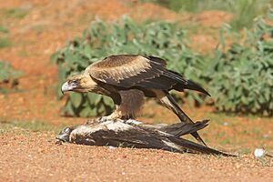 Wedge-tailed Eagle, Dajarra, QLD imported from iNaturalist photo 200608451