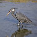 Western reef egret (Egretta gularis schistacea) slate grey morph