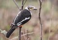 White-crested Helmetshrike Prionops plumatus