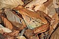 Wood Frog - Lithobates sylvaticus, Lake Accotink Park, Springfield, Virginia (39440713811)