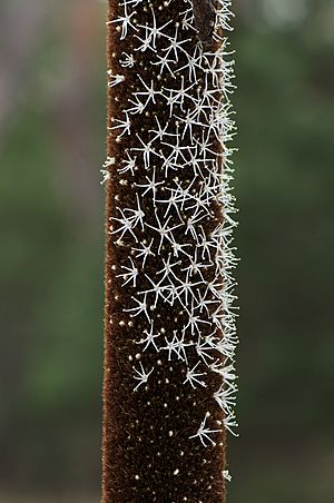 Xanthorrhoea australis.jpg