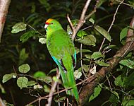 Yellow-crowned-Parakeet-Routeburn