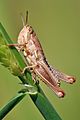 Young grasshopper on grass stalk02