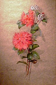 'Ohia Lehua Blossoms' by Carrie Helen Thomas Dranga, undated, gouache 