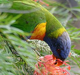 (1)Rainbow Lorikeet 057a