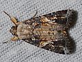 - 9666 – Spodoptera frugiperda – Fall Armyworm Moth (14862753532)
