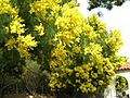 Acacia-decurrens-catalina