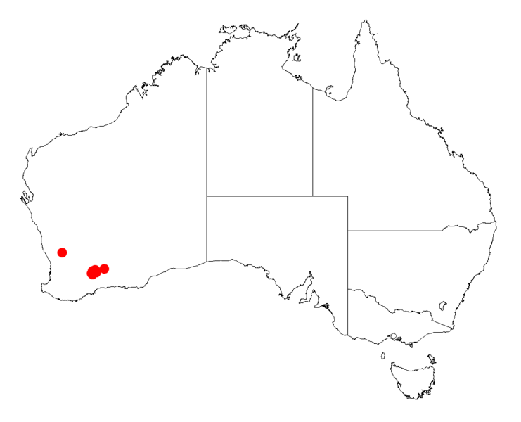Acacia repandaDistMap754