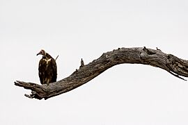African Hooded Vulture (Necrosyrtes monachus), Kruger National Park