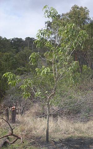 Albizia tree.jpg