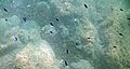 Alevins Chromis chromis Lamiot Le Racou9
