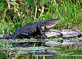 Alligator on the St Johns River