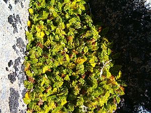 Anisotome procumbens, alpine snowpatch vegetation, Snowy South (2519837911).jpg