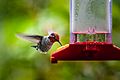 Anna's Hummingbird Vancouver Island