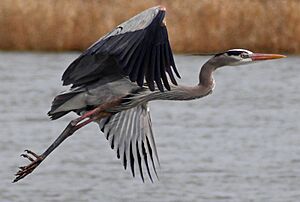 Ardea herodias -Montezuma National Wildlife Refuge, USA-8c