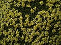 Azorella monantha (3261431952)