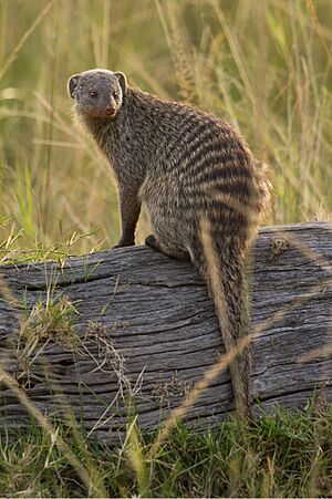 Banded Mongoose on a log