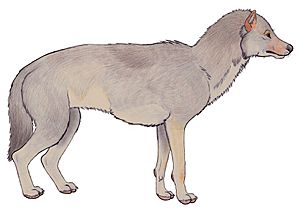 Beringian wolf reconstruction