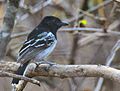 Black-backed Antshrike