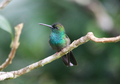 Blue-chested-hummingbird