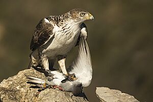 Bonelli's Eagle with prey - Montsonis - Spain MG 4679 (24590808223)