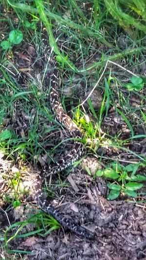 Bothrops pubescens Uruguay.jpg