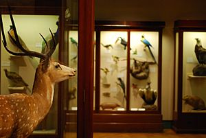 Bristol Museum taxidermy collection