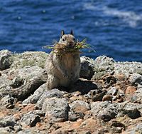 California ground squirrel at Point Lobos