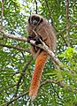 Callicebus nigrifrons Minas Gerais