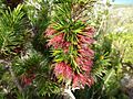 Calothamnus pinifolius (2)