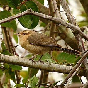 Campylorhynchus turdinus-Thrush-like Wren.JPG