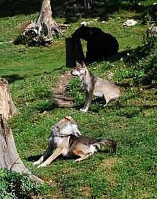 Canis lupus - Juraparc, Vallorbe, Vaud, Switzerland - 20090822 - 02