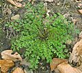 Cardamine impatiens 2 IP