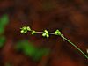 Carex disperma 5559529