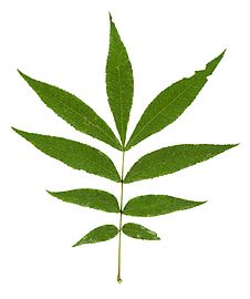 Carya cordiformis leaf