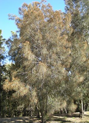 Casuarina cunninghamiana tree.jpg