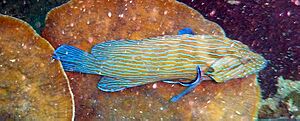 Cephalopholis formosa - Blue-lined grouper - Ko Tao, Thailand 1674.jpg