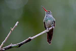 Charming hummingbird (33153349413).jpg