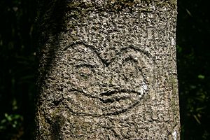 Chatham Island Tree Carving