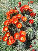 Claret cup cactus in spring bloom.
