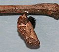 Common Buckeye chrysalis, Megan McCarty43