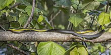 Common tree snake (Dendrelaphis punctulatus) Daintree