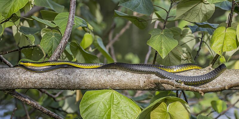 Common tree snake (Dendrelaphis punctulatus) Daintree
