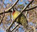 Cuban Green Woodpecker. Xiphidiopicus percussus - Flickr - gailhampshire (2)