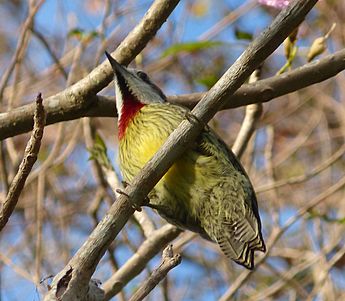 Cuban Green Woodpecker. Xiphidiopicus percussus - Flickr - gailhampshire (2)