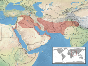 Cyrtopodion scabrum distribution.png