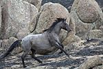 a gray horse galloping up an incline with large boulders in the background
