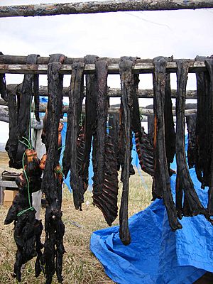 Drying Seal Meat