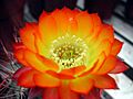 Echinopsis glaucina.1a.PCJO